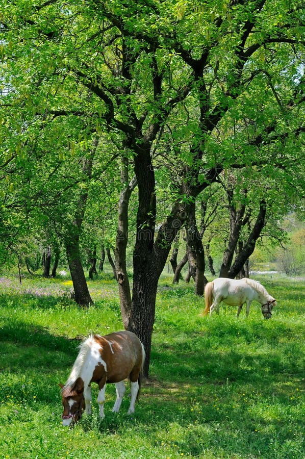 吃草在春天草甸的两个马和小马.